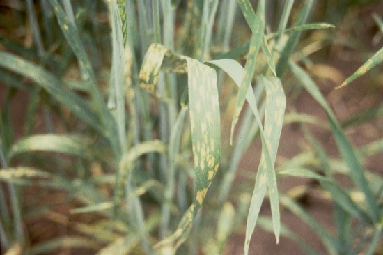 yellow leaf spots on Cl deficient wheat